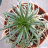 Dyckia choristaminea – Bild 3