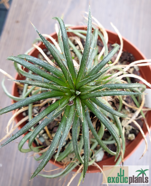 Dyckia choristaminea – Bild 3