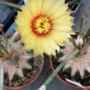 Astrophytum caput-medusae – Bild 2