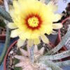Astrophytum caput-medusae