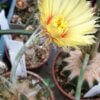 Astrophytum caput-medusae – Bild 3