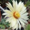 Astrophytum caput-medusae – Bild 4