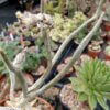 Astrophytum caput-medusae – Bild 5