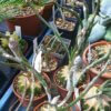 Astrophytum caput-medusae – Bild 7