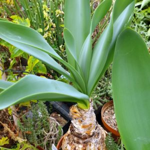 Brunsvigia grandiflora