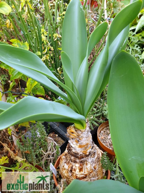 Brunsvigia grandiflora