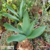 Brunsvigia grandiflora