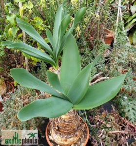 Brunsvigia grandiflora