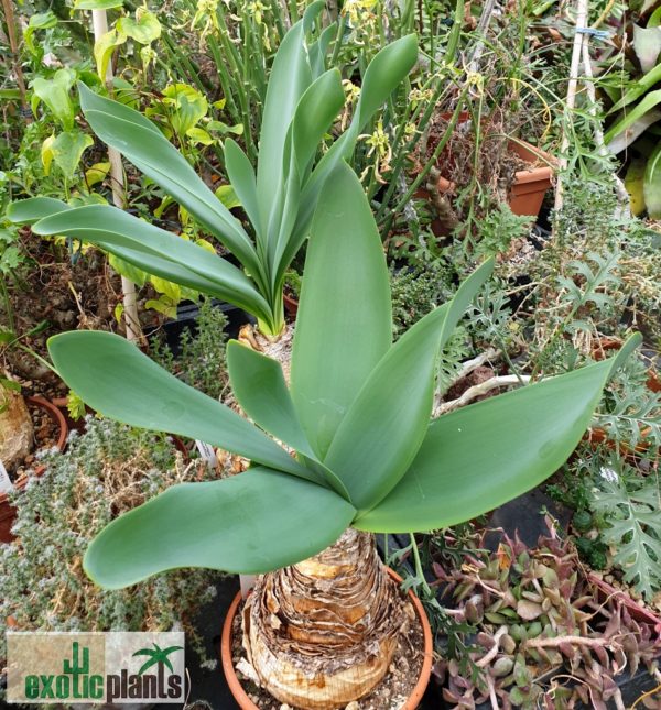 Brunsvigia grandiflora