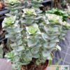Crassula perforata