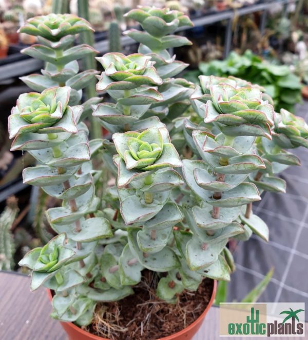 Crassula perforata
