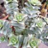 Crassula perforata – Bild 2