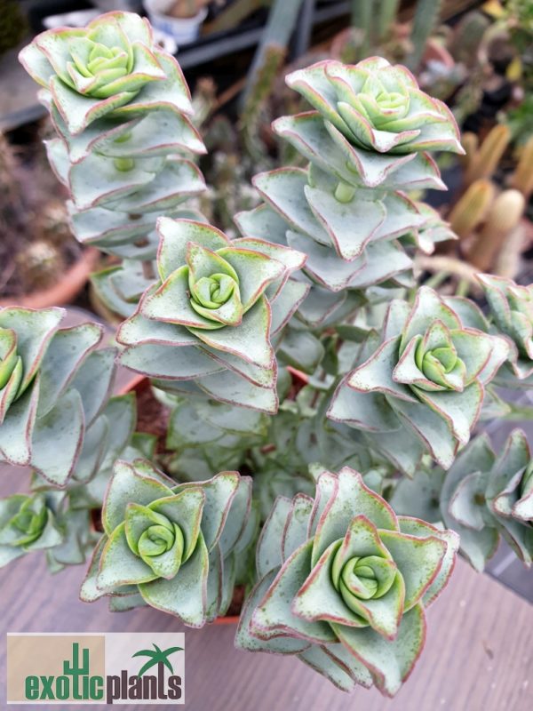Crassula perforata – Bild 2