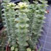 Crassula perforata variegata 'String of Button' – Bild 3