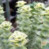 Crassula perforata variegata 'String of Button'
