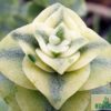 Crassula perforata variegata 'String of Button' – Bild 2