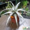 Dyckia ‘Brazilian Ice’　