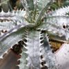 Dyckia ‘Brazilian Ice’　 – Bild 2