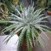 Dyckia "Constantino Gastaldi"