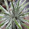 Dyckia "Constantino Gastaldi" – Bild 2