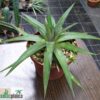 Dyckia distachia rubra