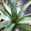 Dyckia distachia rubra – Bild 2