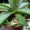 Dyckia distachia rubra – Bild 3