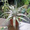 Dyckia "Keswick"