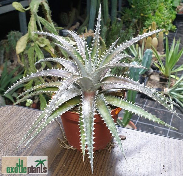 Dyckia 