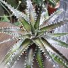 Dyckia "Keswick" – Bild 2