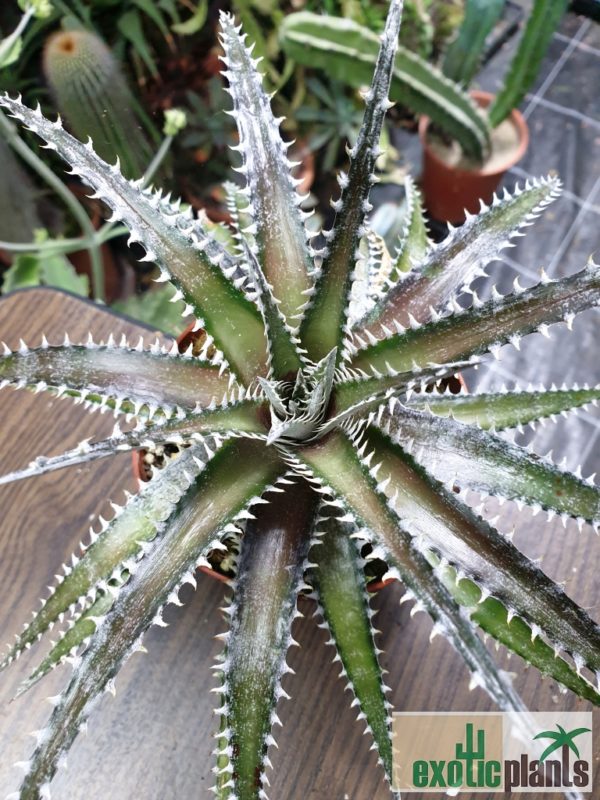 Dyckia 