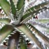 Dyckia "Keswick" – Bild 3