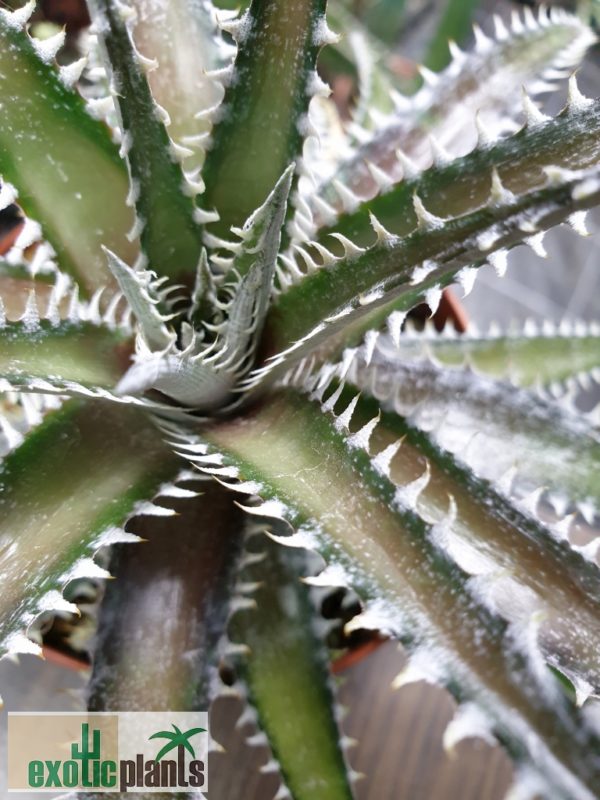 Dyckia 