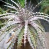 Dyckia 'Mercury'