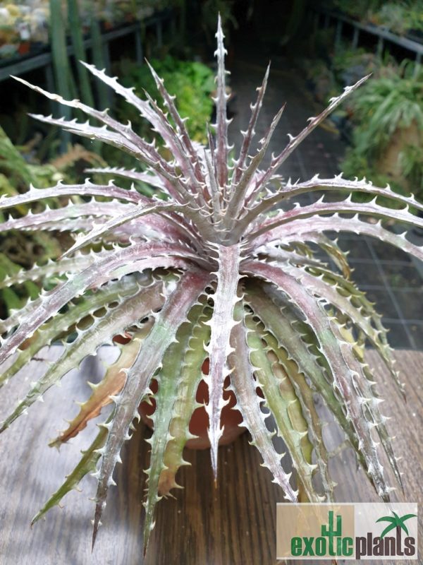 Dyckia 'Mercury'