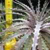 Dyckia 'Mercury' – Bild 3