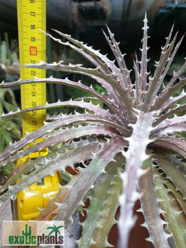 Dyckia 'Mercury' – Bild 3