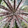 Dyckia 'Mercury' – Bild 2