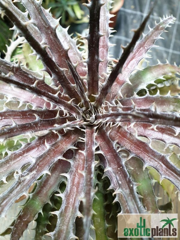 Dyckia 'Mercury' – Bild 2