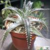 Dyckia "Red Ripper"