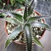 Dyckia "Red Ripper" – Bild 2