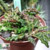 Euphorbia decaryi