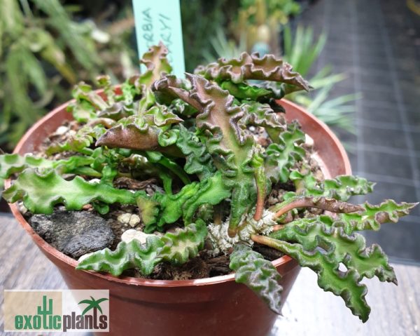Euphorbia decaryi