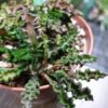 Euphorbia decaryi – Bild 2