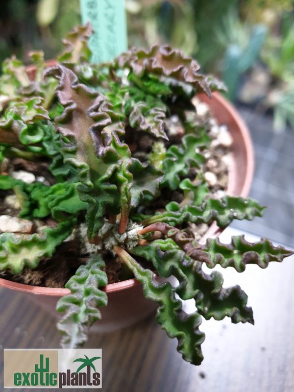 Euphorbia decaryi – Bild 2