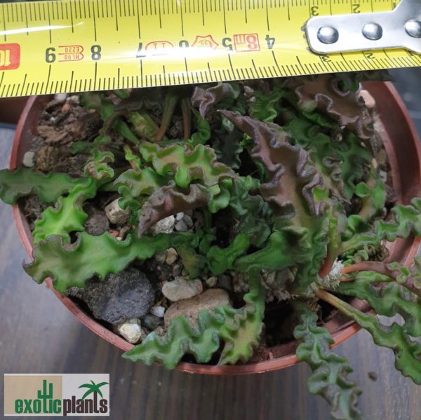 Euphorbia decaryi – Bild 3