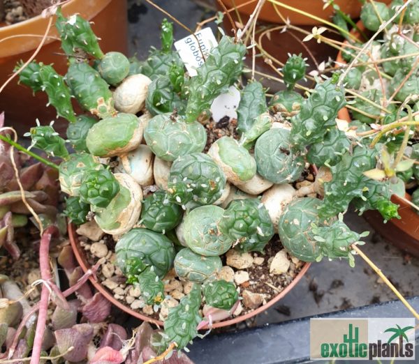 Euphorbia globosa (Nr. 2)