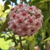 Hoya carnosa 'Krinkle 8' – Bild 2