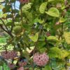 Hoya carnosa 'Krinkle 8' – Bild 4