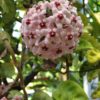 Hoya carnosa 'Krinkle 8'